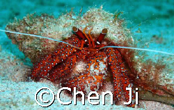 a beautiful hermit crab face to me.

sabang wreck, P.G.... by Chen Ji 